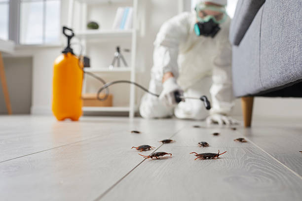 Post-Treatment Bed Bug Interceptor Monitoring in Iyanbito